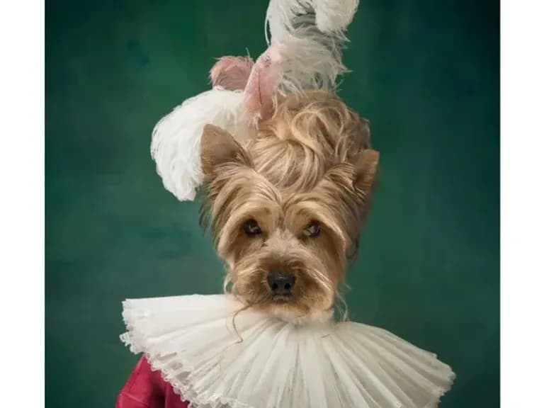 КАРТИНА НА СТЕКЛЕ CHARMING DOG 120X80СМ